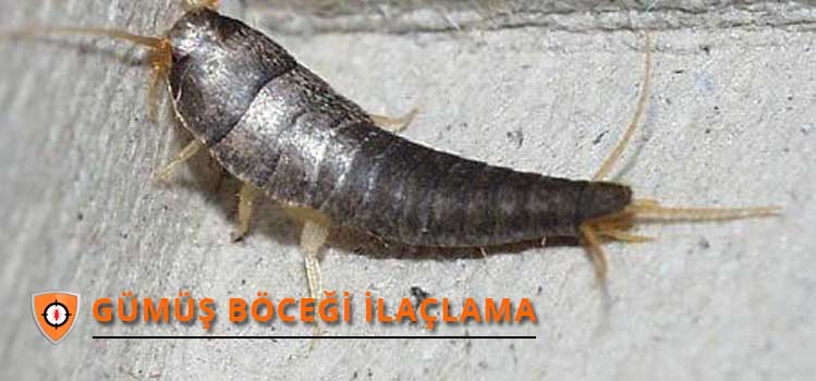 gumus-bocegi-ilaclama