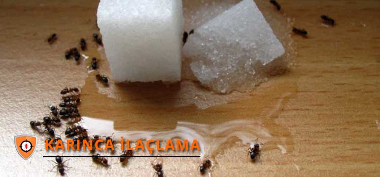 karinca-ilaclama